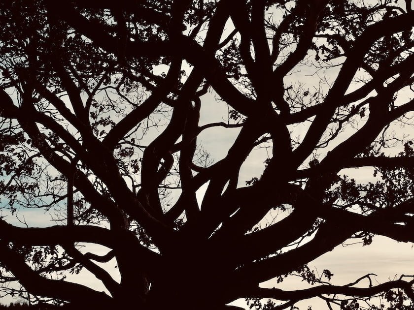 arbre implexe généalogie